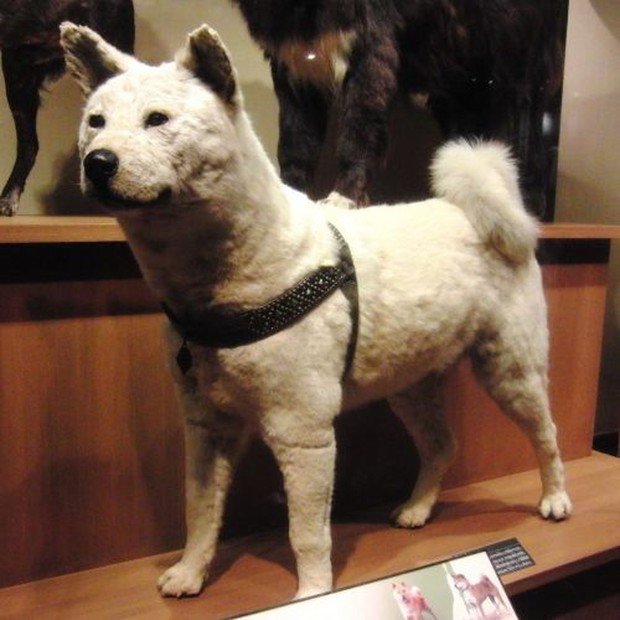 Những chuyện ít người biết về Hachiko – chú chó đứng ở sân ga 10 năm đợi chủ đã trở thành biểu tượng của lòng trung thành